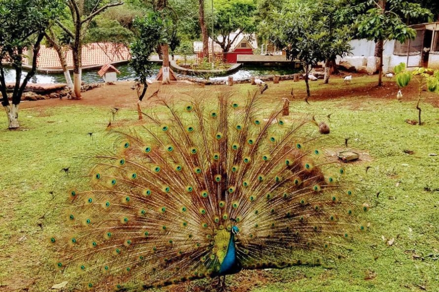 unidade (12)
